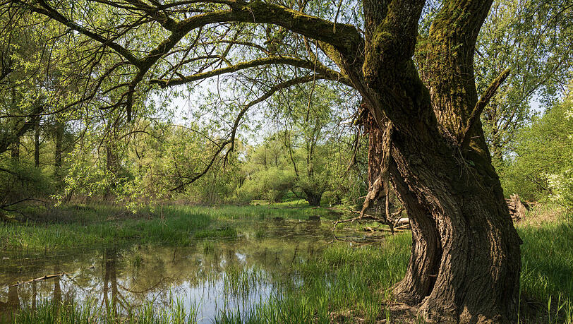 Ein typischer Anblick im Auwald der Isarmündung. Der lichte Wald mit Altwassern ist ein Paradies für Amphibien und Wasserinsekten. Ein typischer Anblick im Auwald der Isarmündung. Der lichte Wald mit Altwassern ist ein Paradies für Amphibien und Wasserinsekten.