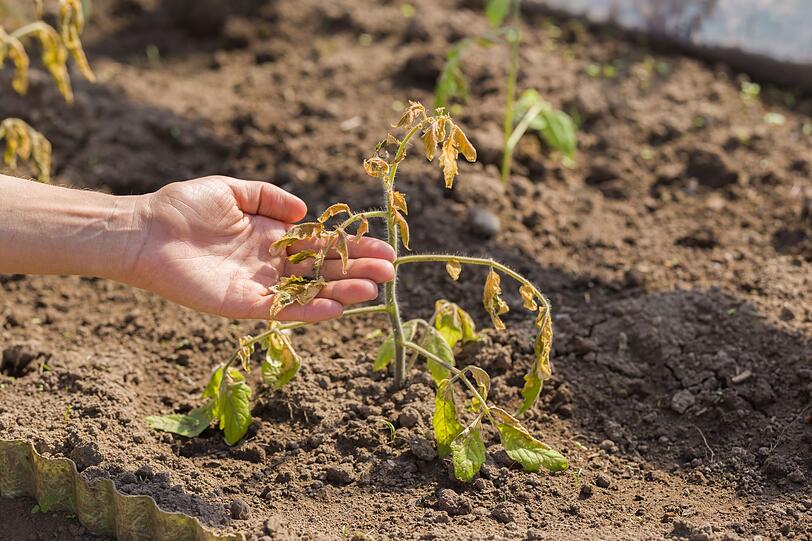 Aus Fehlern lernt man bekanntlich. Wenn bei der Gartenarbeit aber am laufenden Band Dinge schieflaufen, bleibt der Spa&szlig; bald auf der Strecke. Wir haben die 15 h&auml;ufigsten Fehler zusammengetragen - damit Gartenarbeit f&uuml;r Sie eine T&auml;tigkeit bleibt, bei der Spa&szlig; und Erfolgserlebnisse im Mittelpunkt stehen.