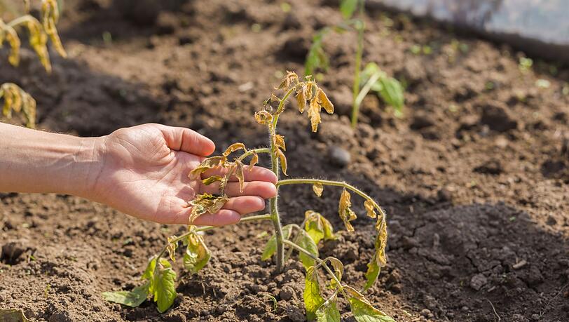 Aus Fehlern lernt man bekanntlich. Wenn bei der Gartenarbeit aber am laufenden Band Dinge schieflaufen, bleibt der Spaß bald auf der Strecke. Wir haben die 15 häufigsten Fehler zusammengetragen - damit Gartenarbeit für Sie eine Tätigkeit bleibt, bei der Spaß und Erfolgserlebnisse im Mittelpunkt stehen. Aus Fehlern lernt man bekanntlich. Wenn bei der Gartenarbeit aber am laufenden Band Dinge schieflaufen, bleibt der Spaß bald auf der Strecke. Wir haben die 15 häufigsten Fehler zusammengetragen - damit Gartenarbeit für Sie eine Tätigkeit bleibt, bei der Spaß und Erfolgserlebnisse im Mittelpunkt stehen.