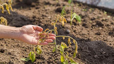 Aus Fehlern lernt man bekanntlich. Wenn bei der Gartenarbeit aber am laufenden Band Dinge schieflaufen, bleibt der Spa&szlig; bald auf der Strecke. Wir haben die 15 h&auml;ufigsten Fehler zusammengetragen - damit Gartenarbeit f&uuml;r Sie eine T&auml;tigkeit bleibt, bei der Spa&szlig; und Erfolgserlebnisse im Mittelpunkt stehen.