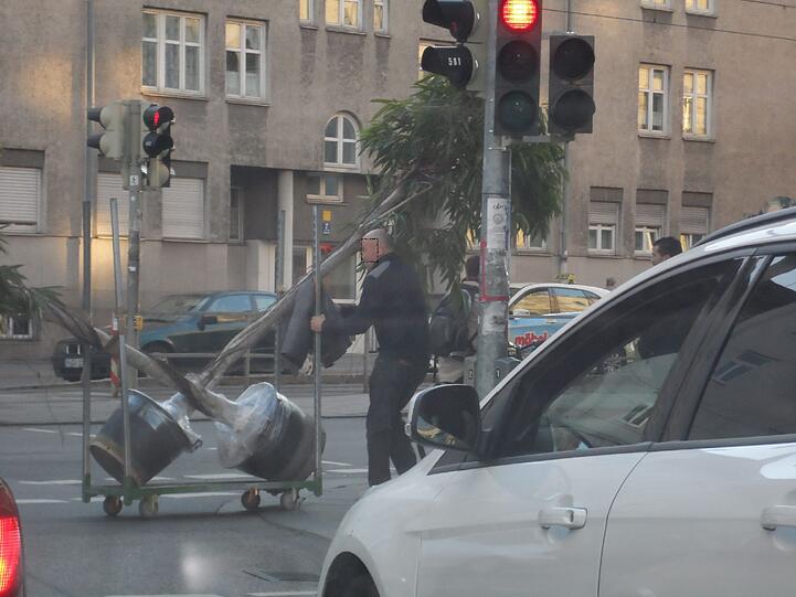 Achtung, Bäume kreuzen: Eine Begegnung der anderen Art in der Grasserstraße/Ecke Landsberger Straße.