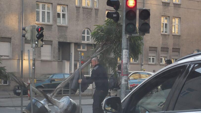 Achtung, Bäume kreuzen: Eine Begegnung der anderen Art in der Grasserstraße/Ecke Landsberger Straße. Achtung, Bäume kreuzen: Eine Begegnung der anderen Art in der Grasserstraße/Ecke Landsberger Straße.
