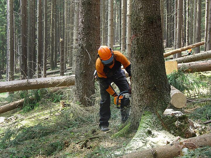 In Aubing müssen die Waldarbeiter ran (Symbolbild).