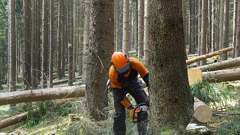 In Aubing müssen die Waldarbeiter ran (Symbolbild). In Aubing müssen die Waldarbeiter ran (Symbolbild).