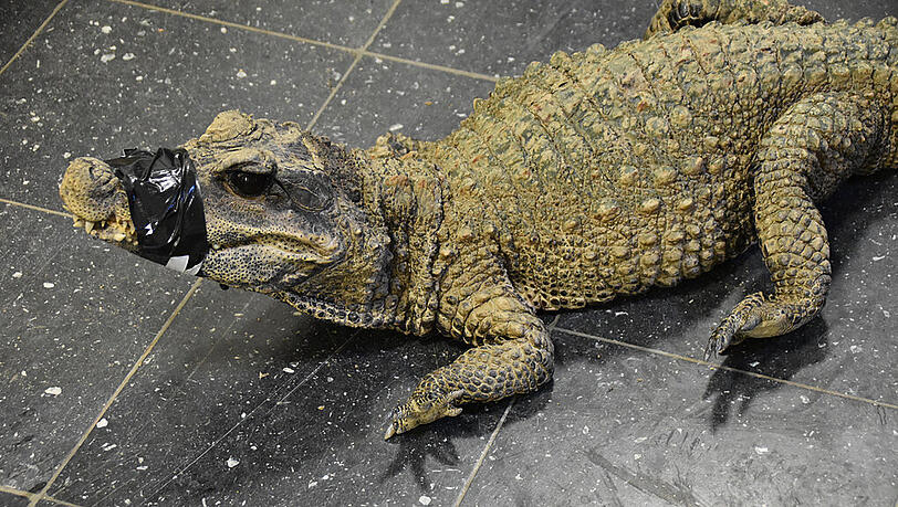 Eines der verwahrlosten Krokodile die in der Münchner Auffangstation aufgenommen wurden.