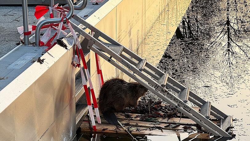 Weil der Biber nicht mehr aus dem halb gef&uuml;llten Schwimmbecken herauskam, baute ihm die Feuerwehr eine Rampe.