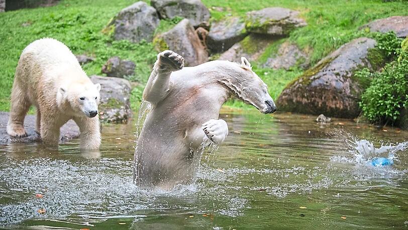 Nookie tobt schon im Wasser, Nuna folgt ihrer Freundin schnell. Nookie tobt schon im Wasser, Nuna folgt ihrer Freundin schnell.