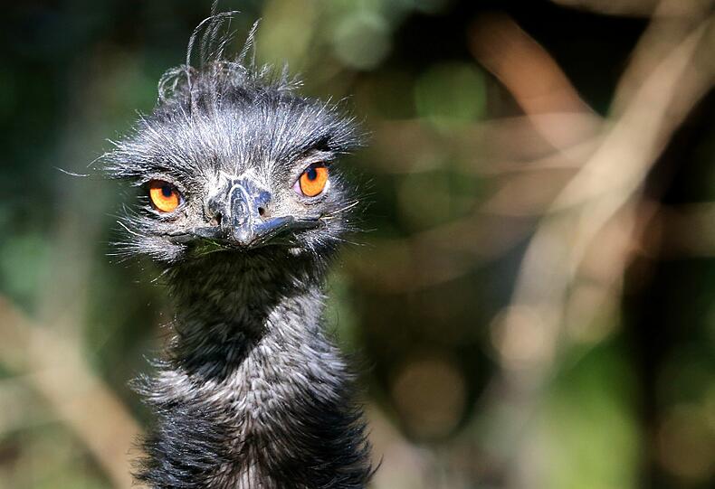 Emus sind schnelle Läufer - mit schwachen Nerven.