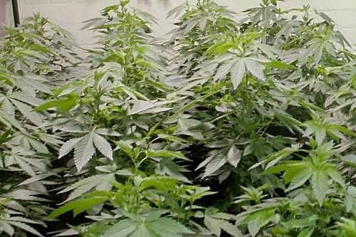 Die Schweizer dürfen auch künftig keine Hanfplantagen anlegen