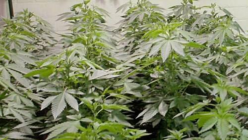 Die Schweizer dürfen auch künftig keine Hanfplantagen anlegen Die Schweizer dürfen auch künftig keine Hanfplantagen anlegen