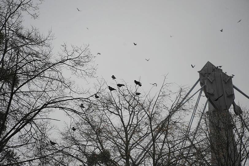 Von Pasing bis Feldmoching, im Englischen Garten oder in den Stadtparks: Krähen-Ansturm auf München.