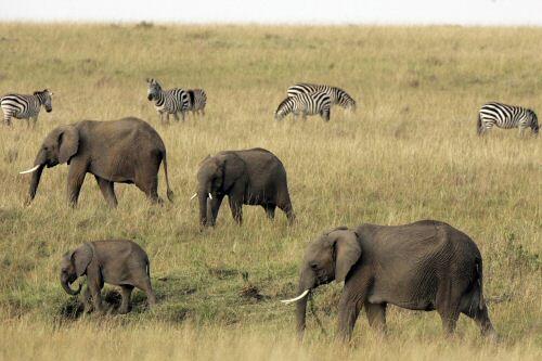 Elefanten in Kenia