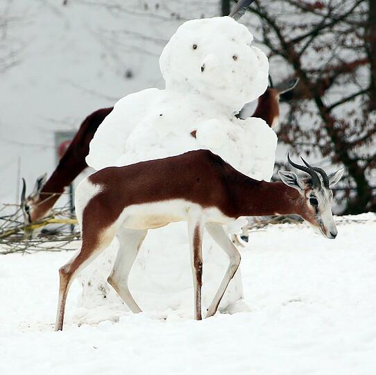 Winterimpressionen aus dem Tierpark Hellabrunn: Mhorr-Gazelle mit Schneemann.