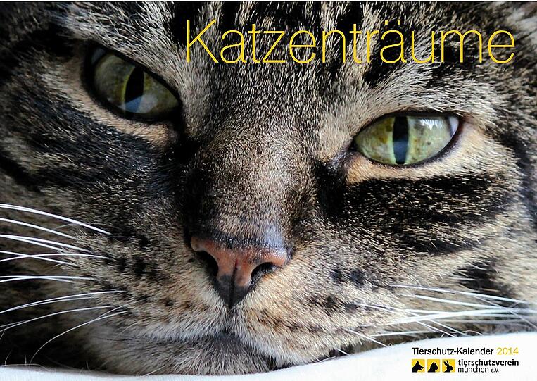"Katzenträume": Der Kalender des Tierschutzvereins ist 2014 allein den Stubentigern gewidmet.