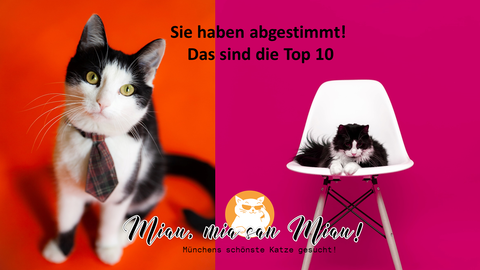Münchens schönste Katze: Das sind die Top 10!