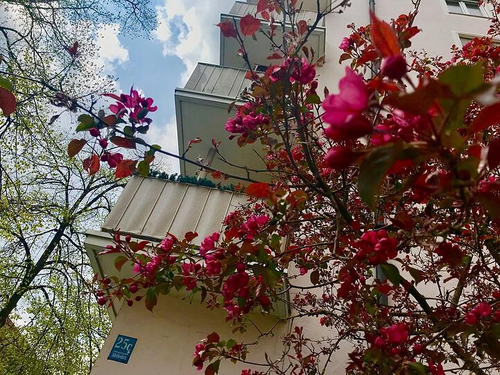 Wenige Meter weiter, an der Elisabeth- Ecke Adelheidstraße, sprießt strahlendes Pink.