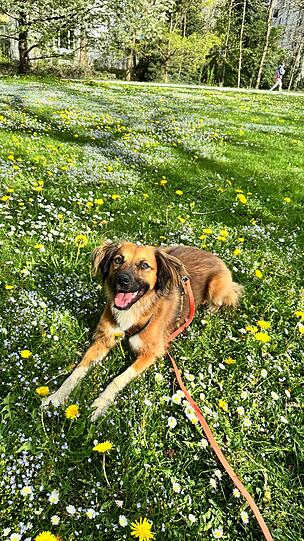 Felia ist der beste Hund, weil sie total liebevoll und aufgeweckt ist, sie liebt Menschen und Menschen lieben sie. Am liebsten badet sie in der Würm und spielt mit anderen Hunden. Sie kann Frisbee fangen, hat total weiches Fell und liebt es gestreichelt zu werden.