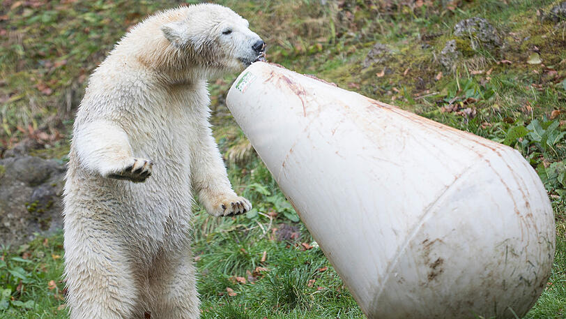 Hellabrunns Eisbär-Mädchen Quintana feierte am Dienstag ihren ersten Geburtstag. Inklusive Geschenken und Torte. Die Bilder.