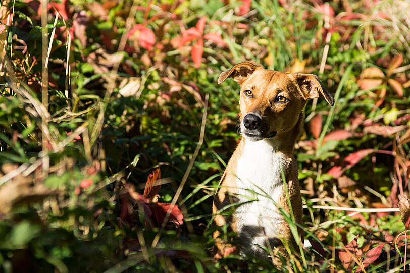 Lotti