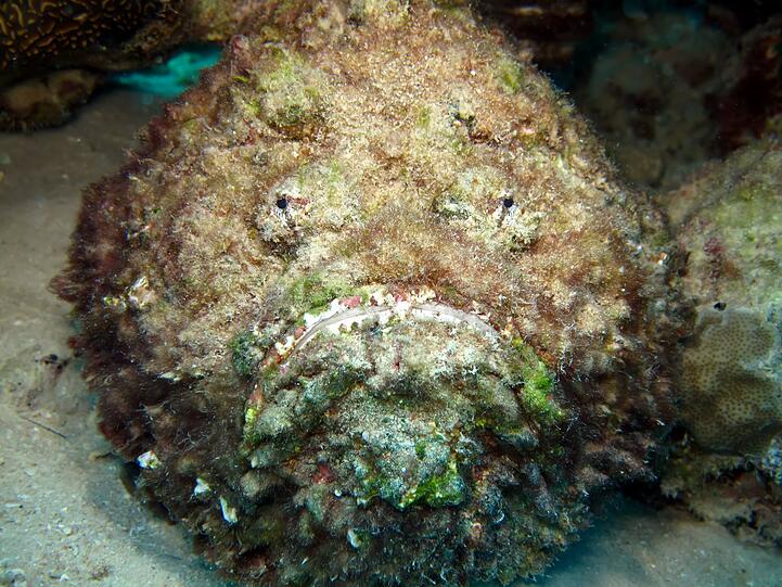 Als Stein getarnt leben diese Fische vor allem im tropischen Indopazifik und im Roten Meer. Einige Arten gelten als die giftigsten Fische der Welt. An den Rückenflossenstacheln der Steinfische sind Giftdrüsen, die Feinde abwehren. Doch das Gift kann auch für Menschen tödlich wirken. Ohne Behandlung kann es in den ersten acht Stunden nach der Attacke zu Lähmungen, Schock und letztlich zum Tod führen. Als Stein getarnt leben diese Fische vor allem im tropischen Indopazifik und im Roten Meer. Einige Arten gelten als die giftigsten Fische der Welt. An den Rückenflossenstacheln der Steinfische sind Giftdrüsen, die Feinde abwehren. Doch das Gift kann auch für Menschen tödlich wirken. Ohne Behandlung kann es in den ersten acht Stunden nach der Attacke zu Lähmungen, Schock und letztlich zum Tod führen.