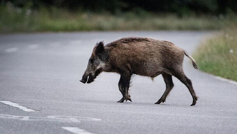 Eine Wildschweinrotte l&auml;uft am Abend &uuml;ber die Stra&szlig;e. Ein Autofahrer f&auml;hrt in die Gruppe. Das hat schwerwiegende Folgen. (Symbolbild)