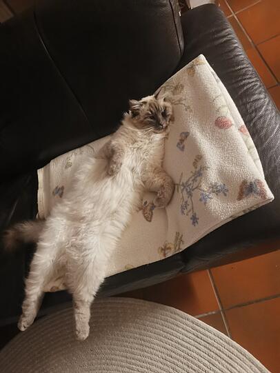 Herr Bilbo Beutlin