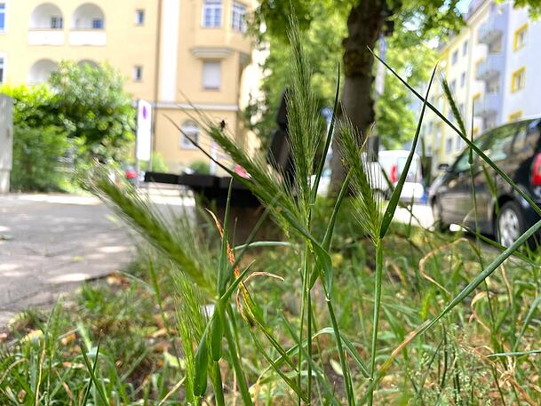 Die Destouchesstraße ist von viel Grün gesäumt. Trotz Mähpausen wachsen kaum Wiesenblumen – das könnte auch an viel Hundegassi liegen. Die Destouchesstraße ist von viel Grün gesäumt. Trotz Mähpausen wachsen kaum Wiesenblumen – das könnte auch an viel Hundegassi liegen.
