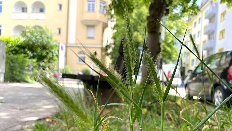 Die Destouchesstraße ist von viel Grün gesäumt. Trotz Mähpausen wachsen kaum Wiesenblumen – das könnte auch an viel Hundegassi liegen. Die Destouchesstraße ist von viel Grün gesäumt. Trotz Mähpausen wachsen kaum Wiesenblumen – das könnte auch an viel Hundegassi liegen.