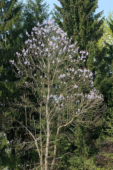 Zuerst die Blüten, dann die Blätter, das gilt für die Filzige Paulownie, auch  Blauglockenbaum genannt, die jetzt westlich oberhalb des Schmuckhofes in Blüte steht.