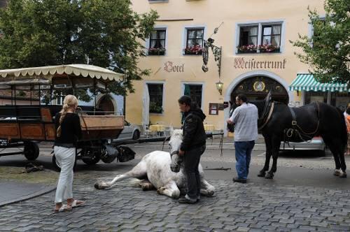 Eines der vielen Pferde-Dramen, die sich in Rothenburg abspielten: Schimmel &bdquo;Presto&ldquo; ist gestürzt und muss eingeschläfert später werden.