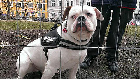 Sein Einsatz sorgt für Empörung: American Bulldog Rocky hält Anfang April Wache hinterm Gitterzaun.
