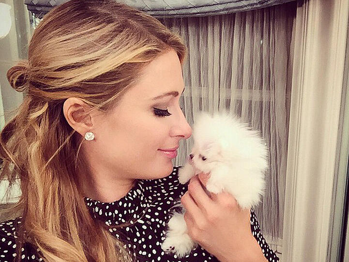 Auf den Hund gekommen: Paris Hilton mit ihrem neuen Zwergspitz