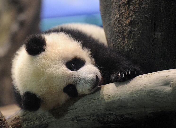 Zum ersten Mal vor Publikum: Die kleine "Yuan Zai" turnt durch das Gehege.