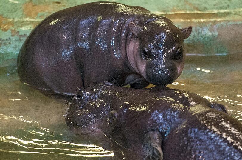Süßes Nashorn-Baby: Das sechs Monate alte Zwergflusspferd Inola erkundet gemeinsam mit seiner Mutter Samantha sein Gehege im Zoo von Halle.