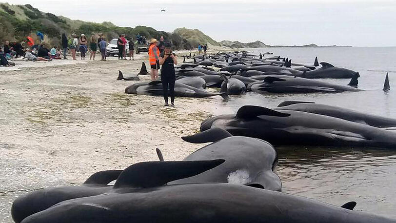 Gestrandete Grindwale liegen am Strand der Landzunge Farewell Spit.