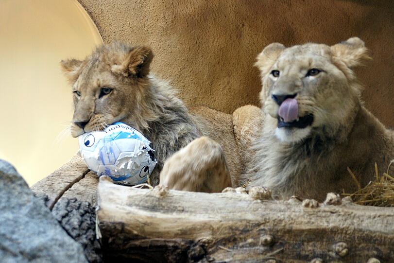 Zwei einjährige Löwenjungs wohnen seit einigen Tagen im Tierpark Hellabrunn. Und der TSV 1860 hat für sie eine Patenschaft übernommen. Klicken Sie durch die besten Aufnahmen von den verspielten Tieren!