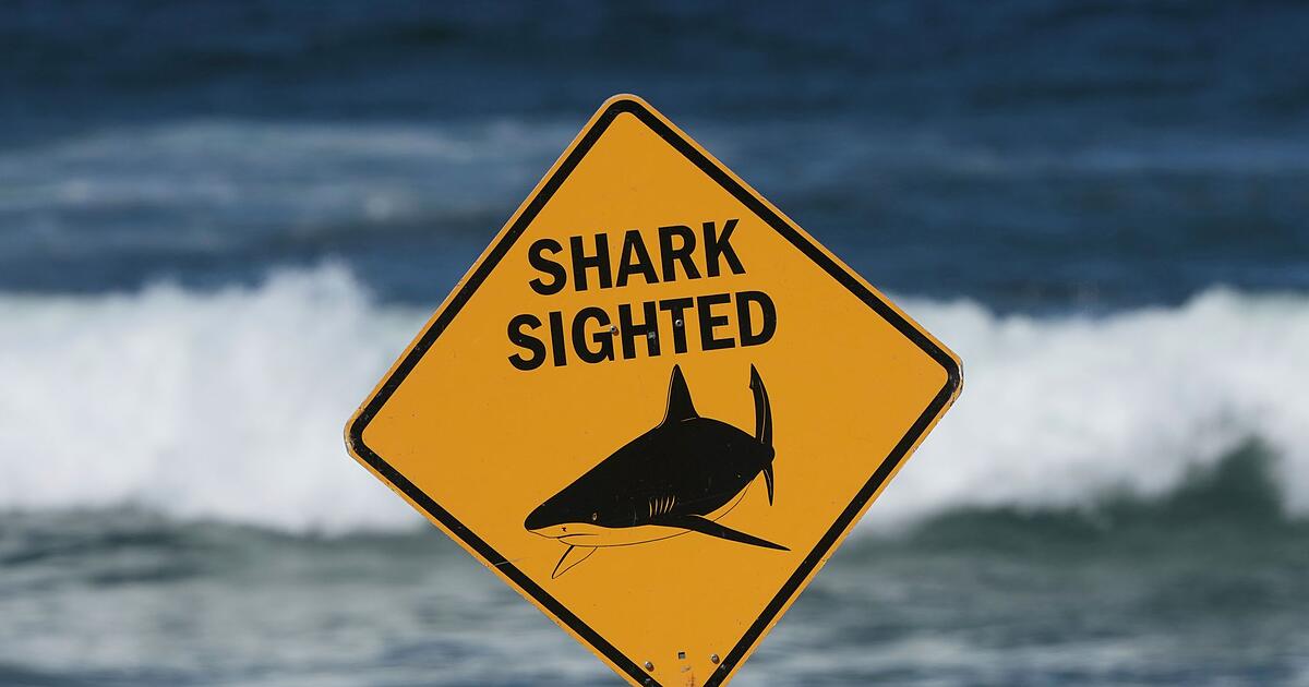 Bullenhai-greift-Schweizer-Paar-an-filmte-GoPro-das-Drama-