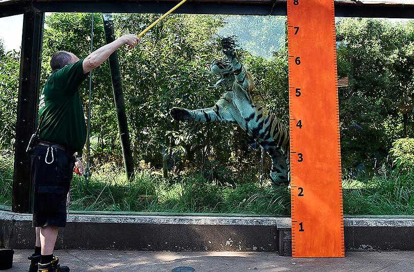 Ein Pfleger misst einen Tiger im Londoner Zoo.