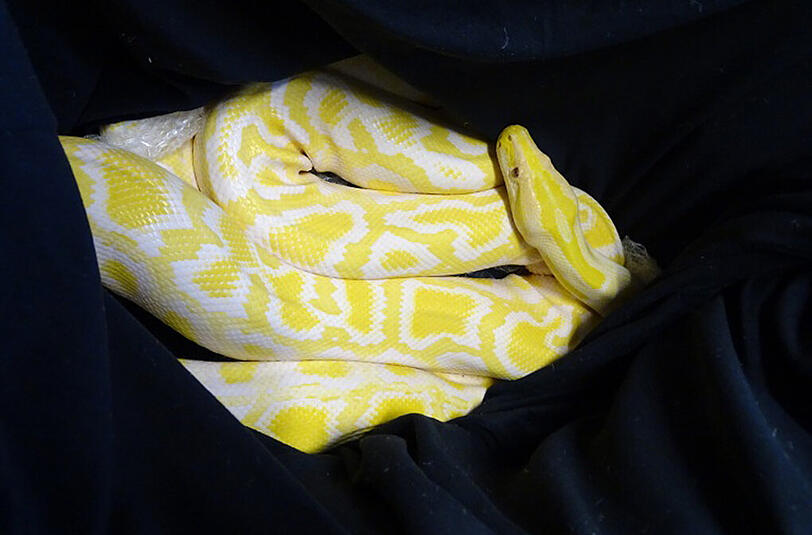 Ein extrem seltener Albino-Tigerpython.