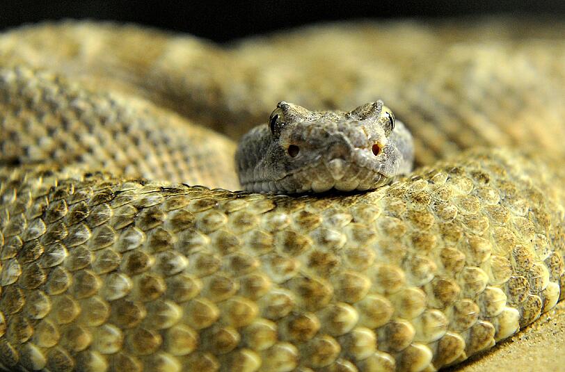 Die Münchner Auffangstation nimmt jedes Jahr 1200 Reptilien auf.