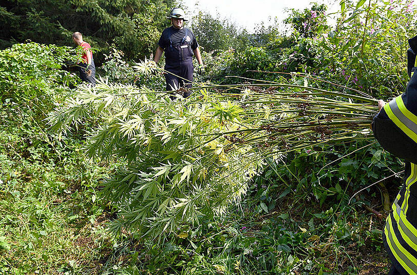 Ungewöhnlicher Feuerwehreinsatz: Im Landkreis Traunstein musste eine Cannabisplantage sichergestellt werden.