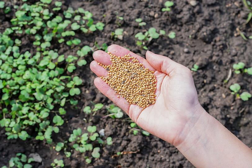Bereits abgeerntete und geräumte Gemüsebeete müssen im September nicht brachliegen - ideal ist jetzt die Aussaat von Gründüngern wie Phacelia oder Senf. Sie durchwurzeln den Boden, halten lästiges Unkraut fern und bereiten die Erde für die nächste Saison vor. Vor der Aussaat des Gründüngers sollten Unkraut, Laub und Pflanzenreste entfernt werden und die Erde gelockert werden. Bereits abgeerntete und geräumte Gemüsebeete müssen im September nicht brachliegen - ideal ist jetzt die Aussaat von Gründüngern wie Phacelia oder Senf. Sie durchwurzeln den Boden, halten lästiges Unkraut fern und bereiten die Erde für die nächste Saison vor. Vor der Aussaat des Gründüngers sollten Unkraut, Laub und Pflanzenreste entfernt werden und die Erde gelockert werden.