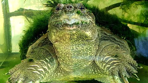 Eine Schnappschildkr&ouml;te unter Wasser. So ein Tier zu versorgen, kostet f&uuml;r sechs Monate 8500 Euro. Dar&uuml;ber streitet sich die Reptilienauffangstation M&uuml;nchen mit der Stadt Olching.