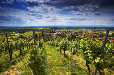 Landschaft am Wii-Wegli im Markgräfler Land