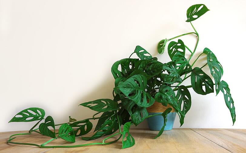 Sie verspr&uuml;ht Tropen-Flair und verzeiht mangelhafte Lichtverh&auml;ltnisse: Das Fensterblatt oder Monstera deliciosa ist dank ihrer riesigen herzf&ouml;rmigen Bl&auml;tter und den sonderbaren Luftwurzeln eine Bereicherung f&uuml;r jedes Wohnzimmer. Ab einer bestimmten Gr&ouml;&szlig;e sollten Sie Ihrem Fensterblatt einen Kletterstab zum Entlangwachsen geben. Ansonsten braucht die Monstera nicht viel zum Gl&uuml;cklichsein.