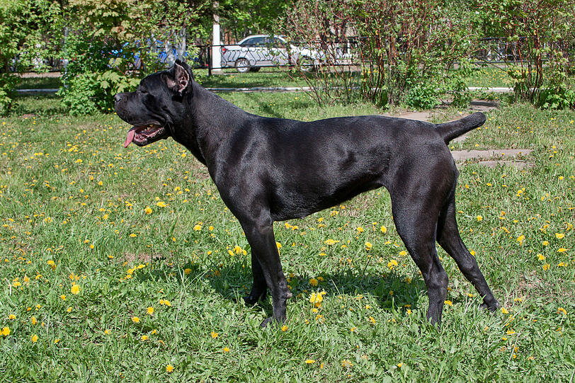 Kategorie 2: Cane Corso Italiano