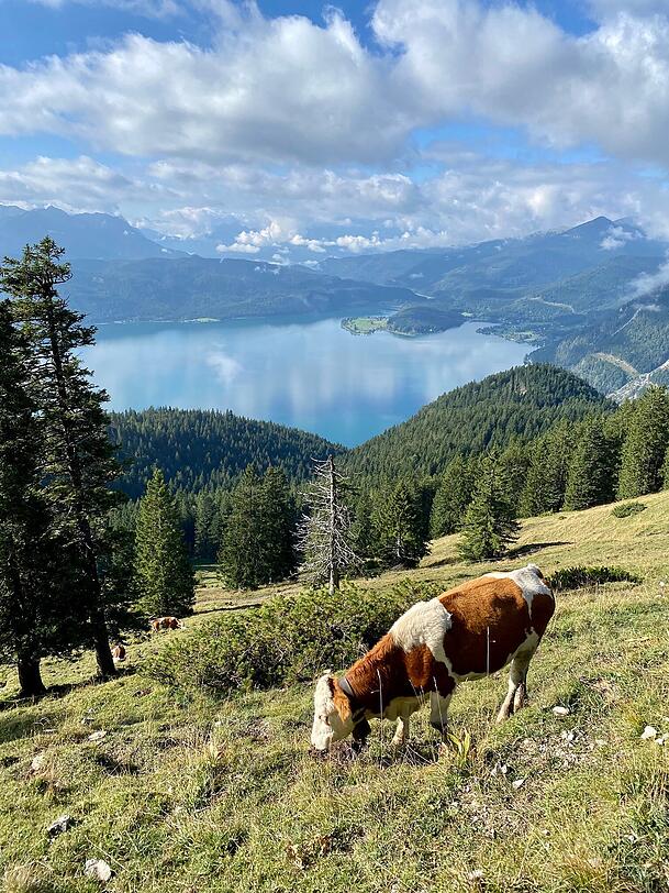 Blick auf den Walchensee. Blick auf den Walchensee.