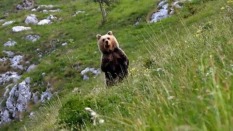 Schaut er nur, oder will er angreifen? Die Bären im Trentino faszinieren, aber machen eben auch vielen Menschen Angst.