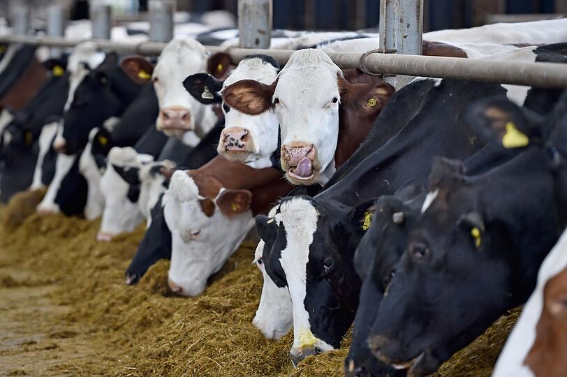 Auch die Reduzierung des eigenen Fleischverbrauchs ist ein weiterer Schritt zur Nachhaltigkeit. Laut Bundesumweltministerium fallen je nach Tierart zwischen 3,25 Kilogramm (Schwein) und 14,34 Kilogramm CO₂ (Rind) je Kilogramm verzehrtem Fleisch an. Kein Vergleich jedoch zu einer Flugreise etwa ... Auch die Reduzierung des eigenen Fleischverbrauchs ist ein weiterer Schritt zur Nachhaltigkeit. Laut Bundesumweltministerium fallen je nach Tierart zwischen 3,25 Kilogramm (Schwein) und 14,34 Kilogramm CO₂ (Rind) je Kilogramm verzehrtem Fleisch an. Kein Vergleich jedoch zu einer Flugreise etwa ...