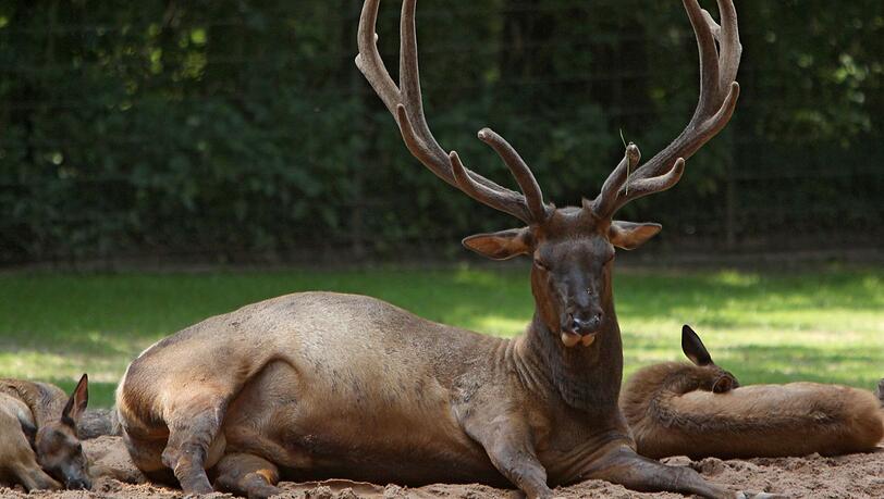 In einem Allgäuer Wildgehege wurden vier tote Wapiti-Hirsche entdeckt. Möglicherweise wurden die Tiere vergiftet. (Symbolfoto) In einem Allgäuer Wildgehege wurden vier tote Wapiti-Hirsche entdeckt. Möglicherweise wurden die Tiere vergiftet. (Symbolfoto)